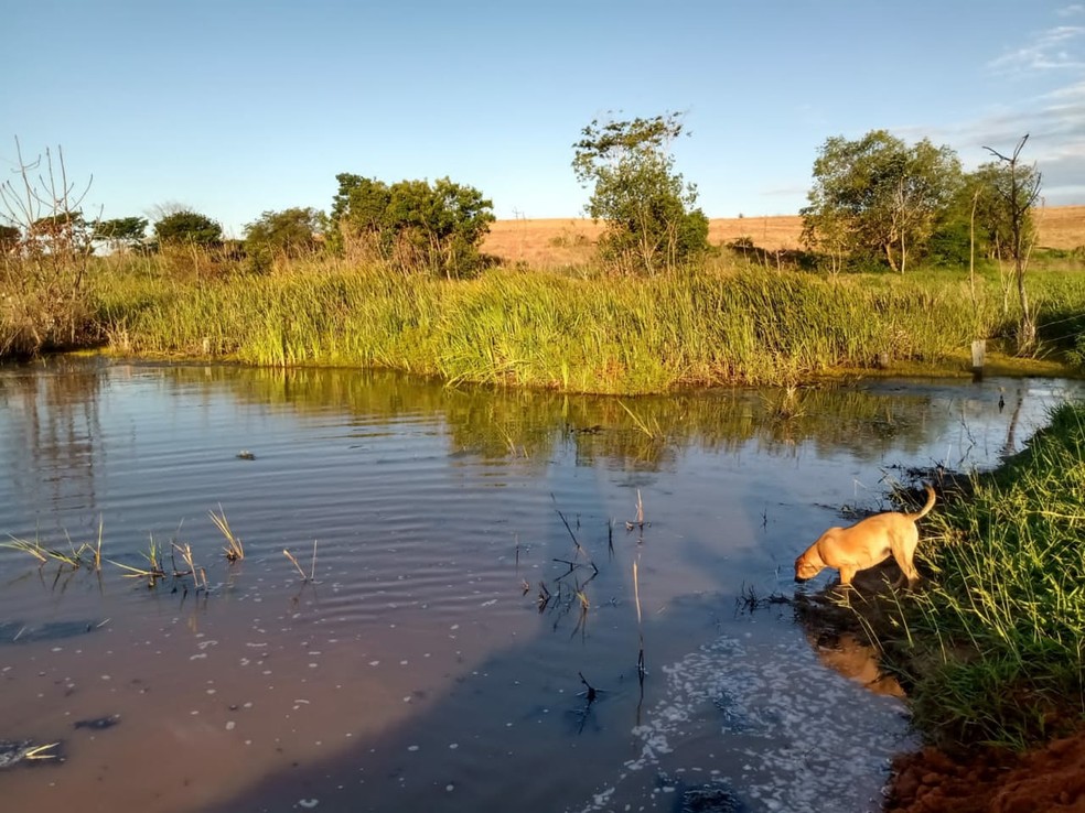 Cachorro morre ao tentar salvar dono de ataque de sucuri no interior de SP