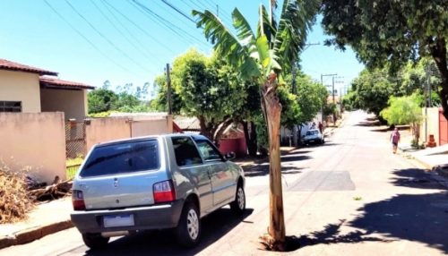 Moradores plantam bananeira em buraco aberto na rua para reparo em vazamento de água