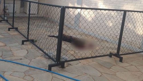Homem é preso em flagrante após matar o próprio cachorro com tiro de pistola em Presidente Prudente