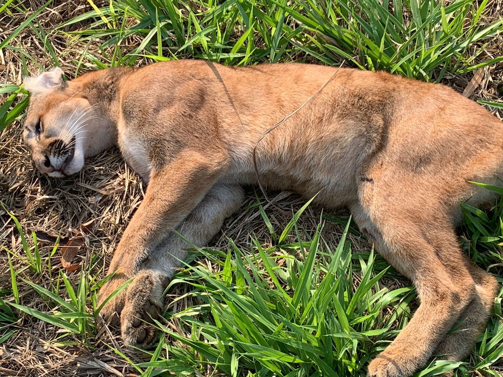 Ameaçada de extinção, onça-parda morre atropelada em estrada vicinal em Álvares Machado