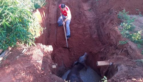 Vaca cai em fossa de esgoto com 5m de profundidade e fica atolada por 4h até ser resgatada pelo Corpo de Bombeiros