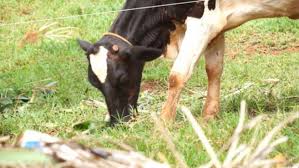 Polícia Militar registra ocorrência de furto de gado em Sagres