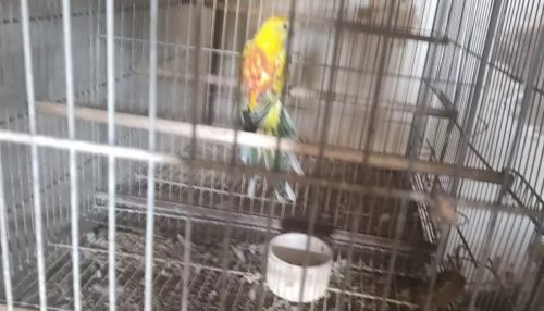 Homem é autuado em R$ 3,2 mil por possuir seis aves exóticas sem documentação em Adamantina