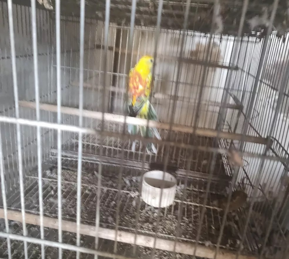 Homem é autuado em R$ 3,2 mil por possuir seis aves exóticas sem documentação em Adamantina