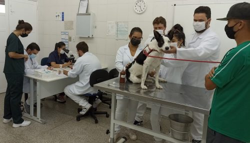 Clínica Veterinária da UniFAI: Atendimento  especial para a comunidade em nível regional