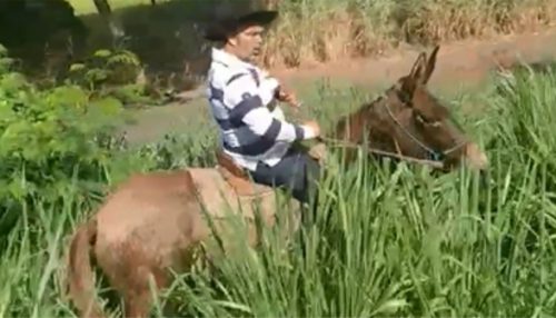 Em protesto, como anunciou na Câmara, vereador leva cavalos para pastar em áreas públicas com mato