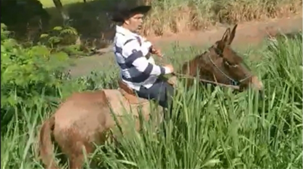 Em protesto, como anunciou na Câmara, vereador leva cavalos para pastar em áreas públicas com mato
