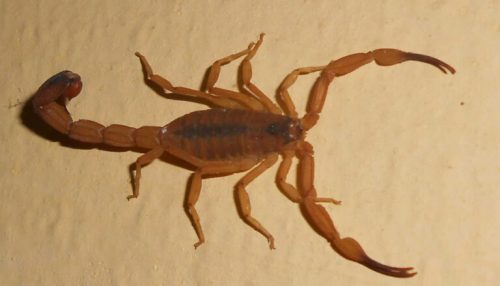 Menina de 4 anos morre por picada de escorpião