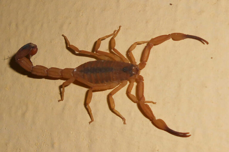 Menina de 4 anos morre por picada de escorpião