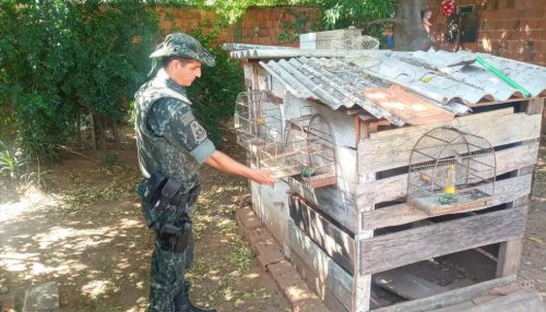 Morador de Osvaldo Cruz é autuado em R$ 9 mil por manter 17 aves em cativeiro e usar pássaro como 'chama' em armadilha