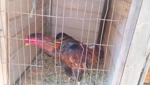 Dupla é multada em R$ 33 mil por realização de rinha de galos em Martinópolis