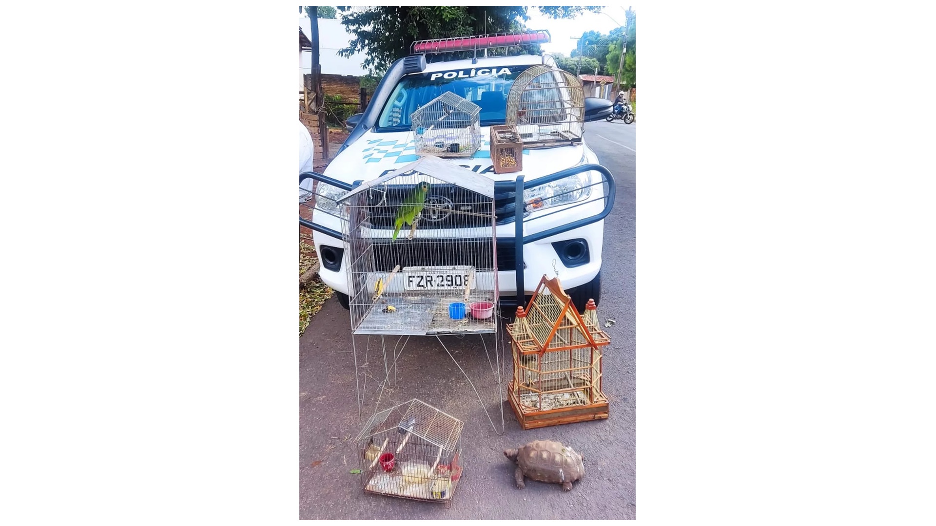 Homem é autuado em R$ 3,5 mil por manter aves e jabuti em cativeiro e por armar alçapão para capturar pássaros