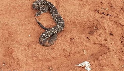 Cobra cascavel é capturada no interior de oficina em Bastos