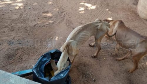 Duas mulheres são presas por maus tratos a animais na Vila Marajoara em Tupã