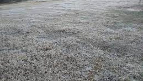 SAAMA alerta como os agricultores devem proceder diante da ocorrência de geada