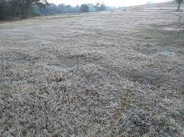 SAAMA alerta como os agricultores devem proceder diante da ocorrência de geada