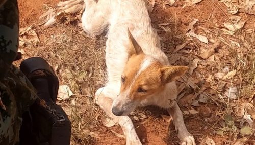 Homem é preso em flagrante por maus-tratos a cachorro resgatado pela Polícia Ambiental em Presidente Venceslau