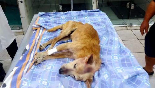 Cachorro é ferido a golpes de martelo e homem recebe multa de R$ 3 mil por maus-tratos