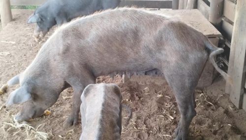 Produtor rural leva multa de R$ 9 mil por maus-tratos a porcas em Presidente Bernardes