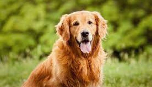 STJ começa a decidir sobre pensão para pets após separação de casal