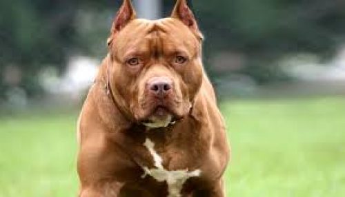 Idosa é atacada por cachorro da raça Pit Bull em Osvaldo Cruz