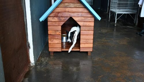 Abrigos confeccionados por presos com madeira ilegal começam a ser doados para animais do CCZ de Presidente Prudente