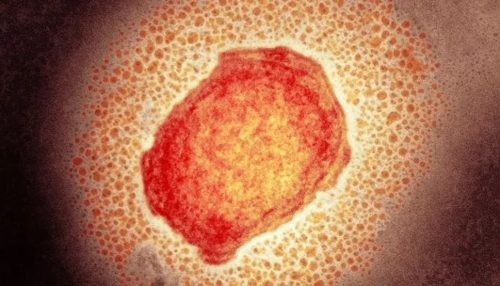 Exames indicam resultado negativo para varíola dos macacos e família moradora de Presidente Epitácio é liberada de isolamento