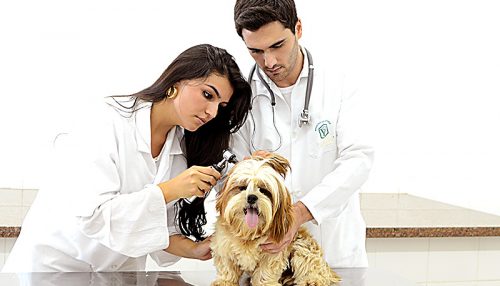 Medicina Veterinária da UniFAI: prática nas diversas áreas de atuação