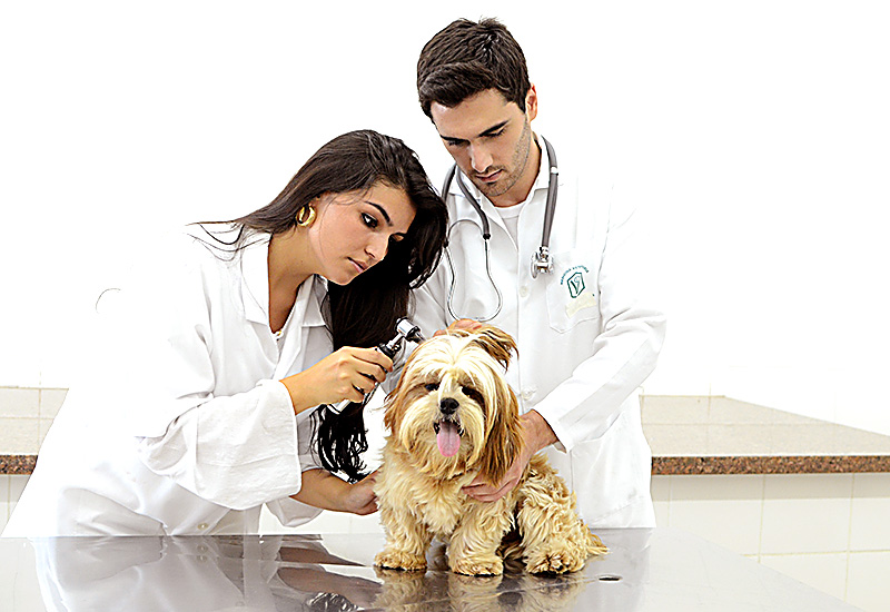 Medicina Veterinária da UniFAI: prática nas diversas áreas de atuação