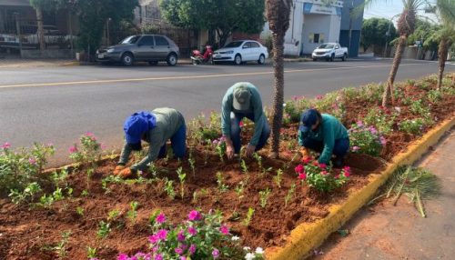SAAMA registra furto de mudas em diferentes espaços públicos