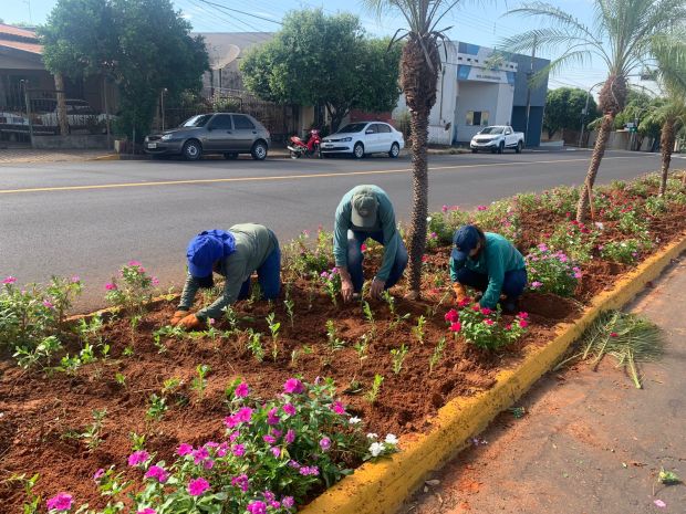 SAAMA registra furto de mudas em diferentes espaços públicos