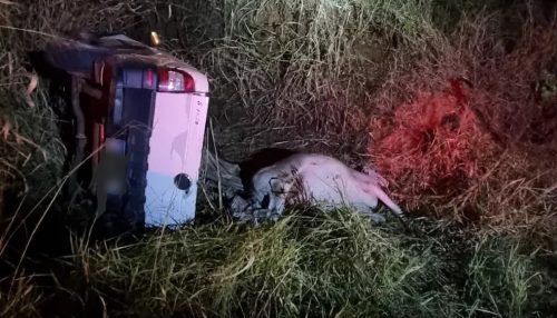 Ao fugir de abordagem da Guarda Civil Municipal, ladrões capotam picape em que transportavam boi furtado em Rancharia e acabam presos
