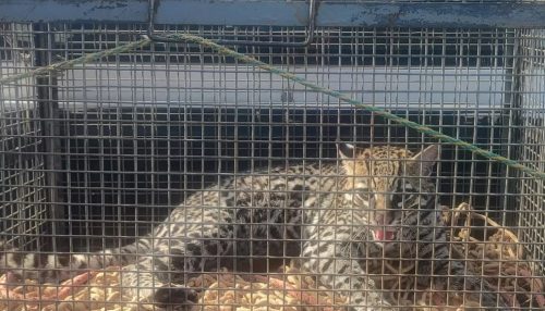 Ameaçada de extinção, jaguatirica é capturada no perímetro urbano de Dracena