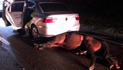 Cavalo na pista causa acidente e fere uma pessoa na SP-294; animal foi atropelado por dois veículos