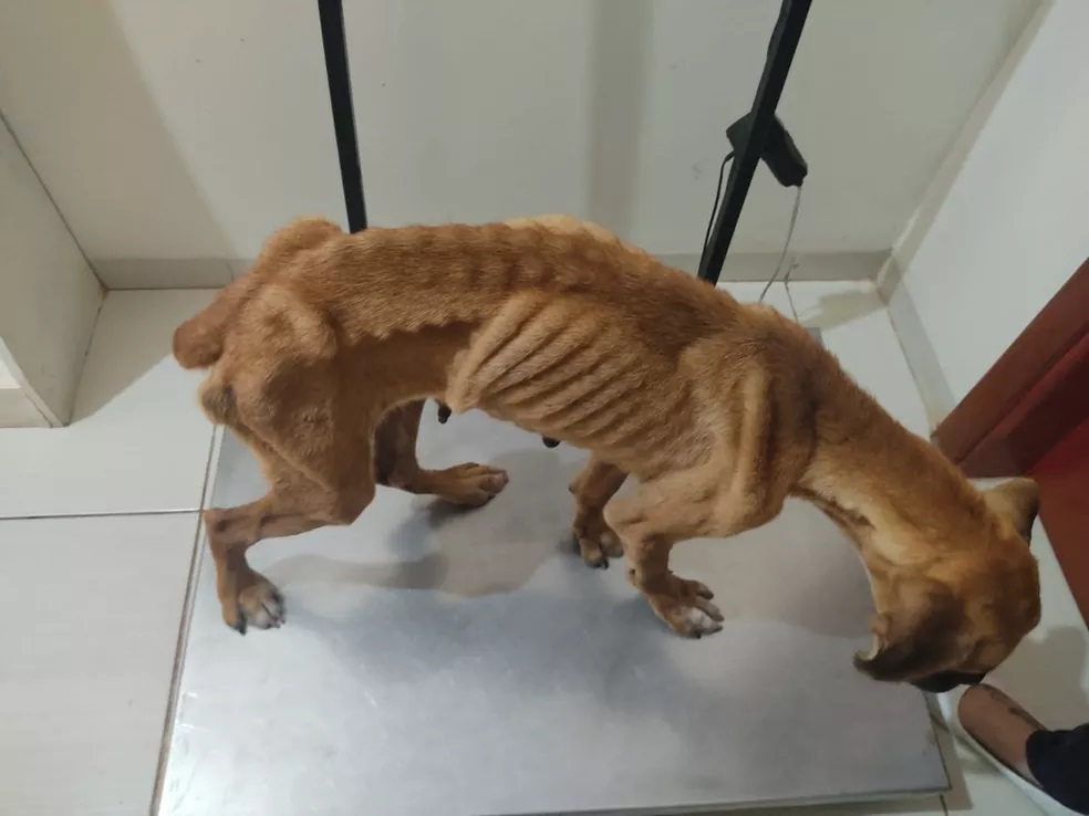 Polícia Civil abre inquérito para investigar maus-tratos a cachorra e animal é resgatado de residência em Junqueirópolis