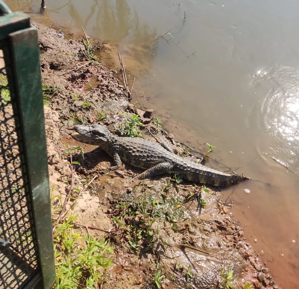 Jacarés invadem lagoas de tratamento de esgoto de presídio, em Presidente Bernardes, e Polícia Ambiental monta operação para capturá-los
