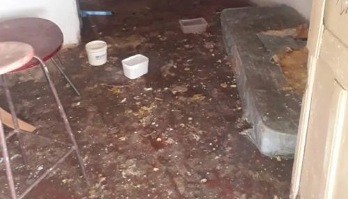 Menino de 4 anos e seis cães são resgatados de residência em Osvaldo Cruz