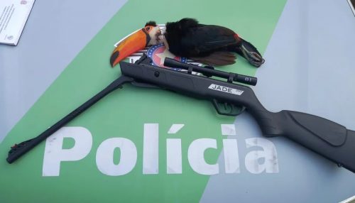 Com tiro de espingarda de pressão, homem mata tucano e é autuado em R$ 1 mil em Álvares Machado