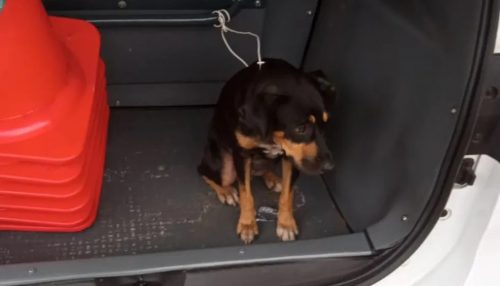 Flagrado embriagado e com cadela vítima de maus-tratos no porta-malas, idoso é preso em Presidente Venceslau