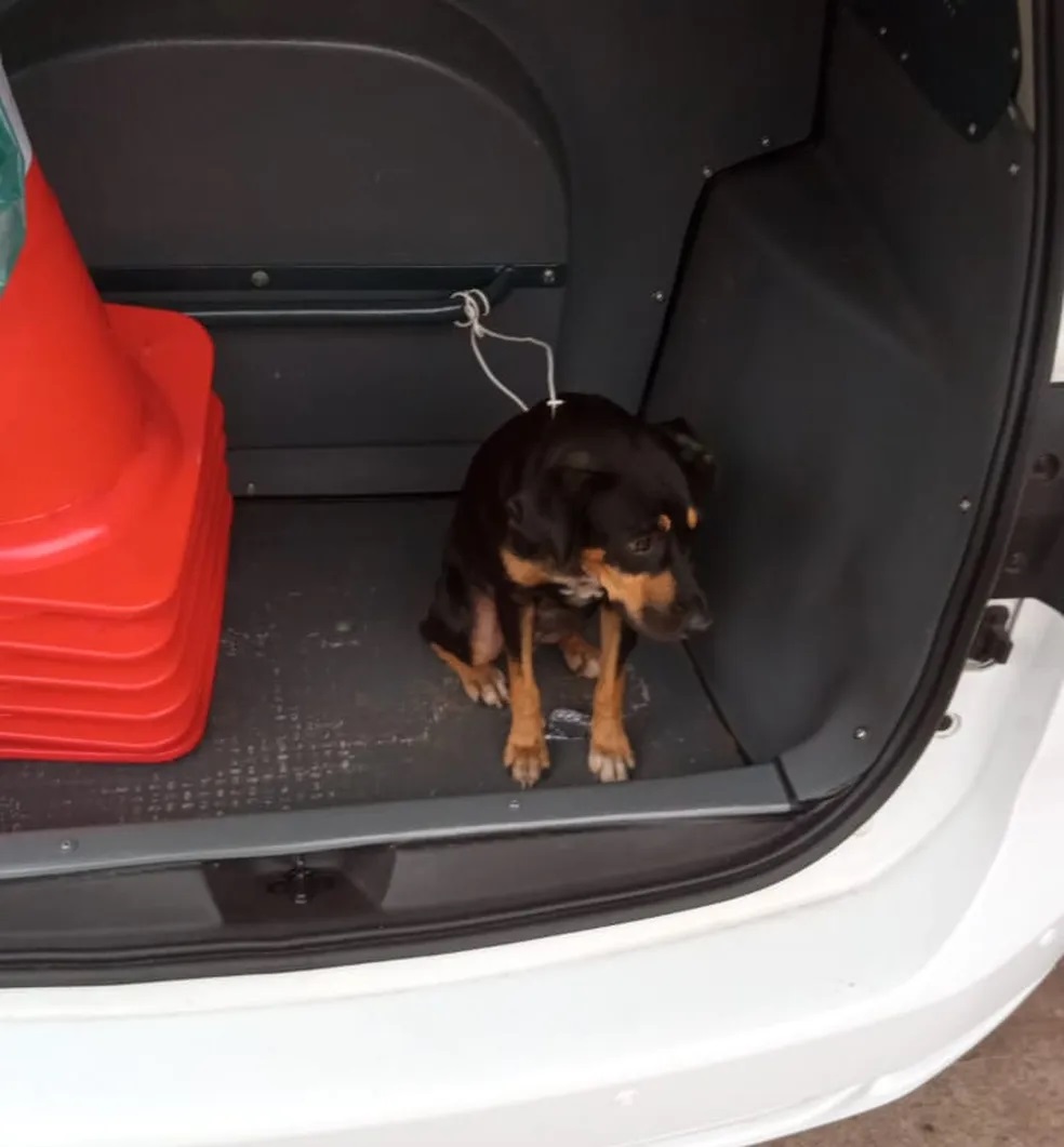 Flagrado embriagado e com cadela vítima de maus-tratos no porta-malas, idoso é preso em Presidente Venceslau