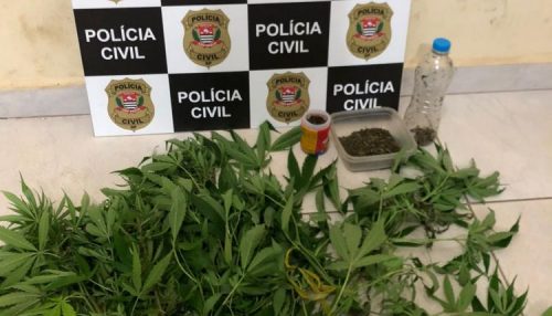 Polícia Civil de Parapuã apreende pés de maconha, sementes e porções da droga em propriedade rural