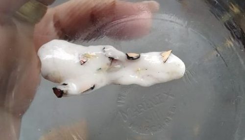 Criança recebe bala com objeto cortante de colega de classe em escola de Dracena