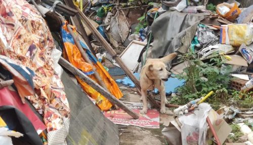 Homem de 72 anos é multado em R$ 3 mil por maus tratos a cachorro, em Presidente Prudente