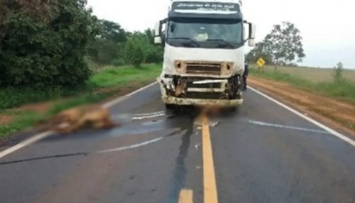 Quatro cavalos são atropelados por caminhão e morrem na Rodovia Euclides de Oliveira Figueiredo, em Ouro Verde