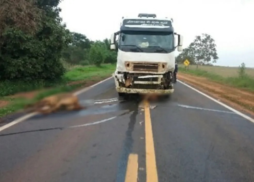 Quatro cavalos são atropelados por caminhão e morrem na Rodovia Euclides de Oliveira Figueiredo, em Ouro Verde