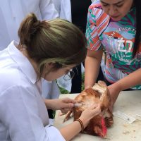 Veterinaria_treinamento_centro De Pesquisas Avicolas_bastos (2)