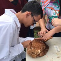 Veterinaria_treinamento_centro De Pesquisas Avicolas_bastos (3)