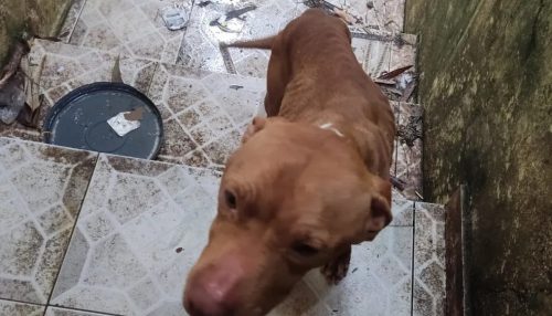 Mulher é multada em R$ 3 mil por maus-tratos a cachorro, em Álvares Machado