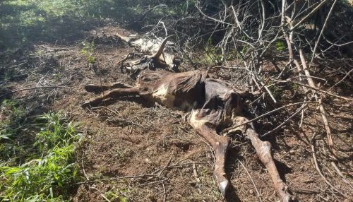 Fazendeiro leva multa de mais de R$ 300 mil por maus-tratos a rebanho de 72 bovinos em Iepê