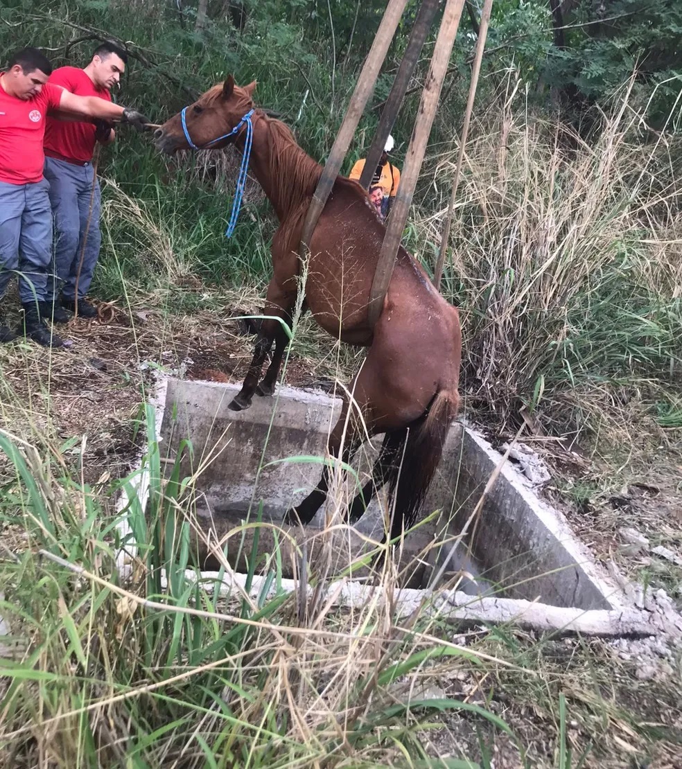 Cavalo cai em fossa e é resgatado por equipe do Corpo de Bombeiros, em Presidente Prudente